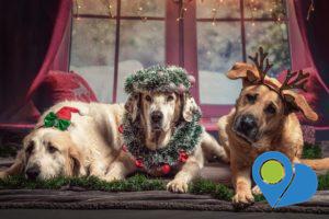 Three big dogs lying together all decked out for Christmas