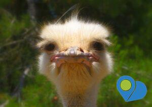 Ostrich with bored expression on its face