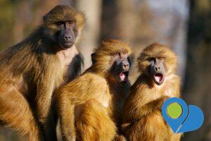 Three monkeys showing excitement