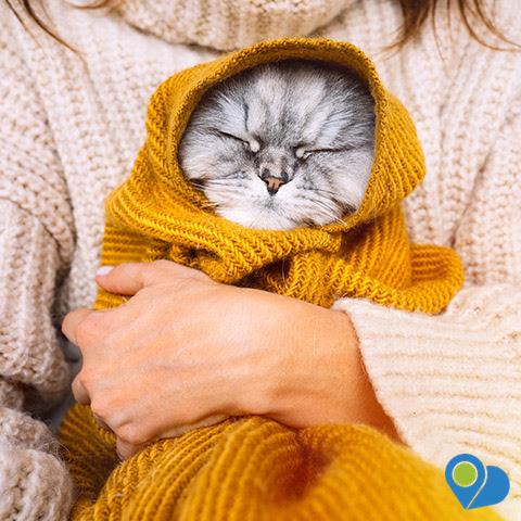 cat snuggled up in a warm knitted blanket in a woman's arms