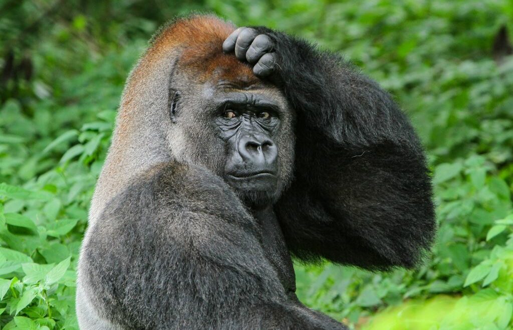 adult ape scratching its head as if to be making a decision
