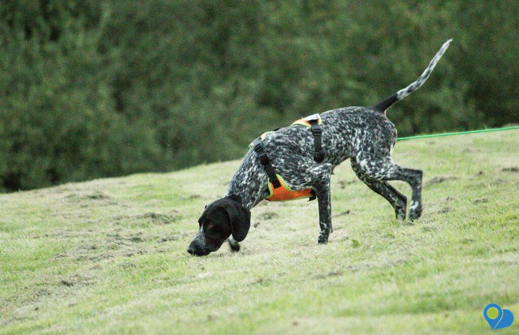 hunting dog tracking a scent with nose to the ground