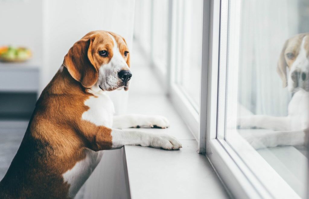 dog with front paws on window sill watching for someone to come home
