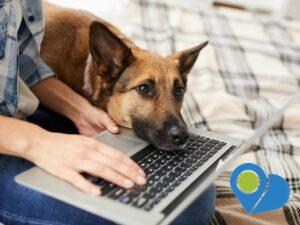 dog resting his head on a laptop keyboard as someone is typing