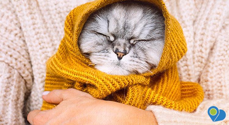 cat snuggled up in a warm knitted blanket in a woman's arms